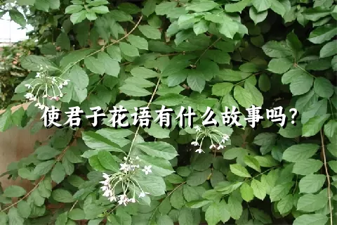 使君子花语有什么故事吗？