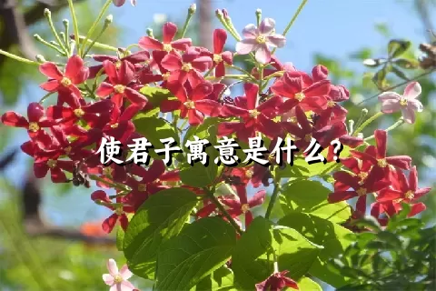 使君子寓意是什么？