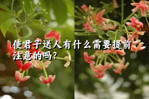 使君子送人有什么需要提前注意的吗？