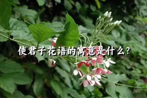 使君子花语的寓意是什么？