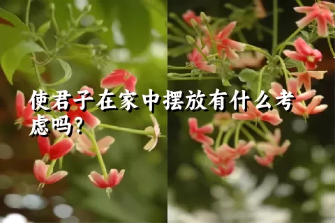 使君子在家中摆放有什么考虑吗？