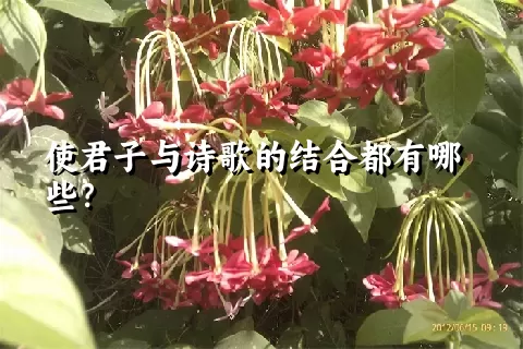 使君子与诗歌的结合都有哪些？