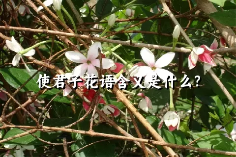 使君子花语含义是什么？