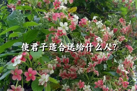 使君子适合送给什么人？