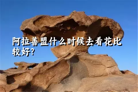 阿拉善盟什么时候去看花比较好？