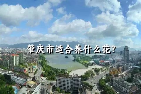 肇庆市适合养什么花？