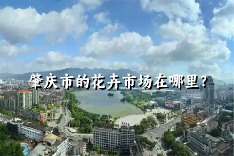 肇庆市的花卉市场在哪里？