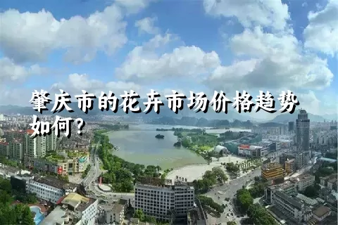 肇庆市的花卉市场价格趋势如何？