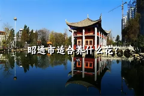 昭通市适合养什么花？