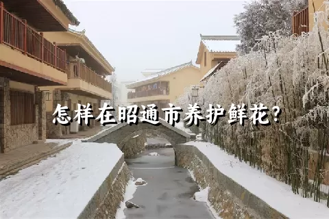 怎样在昭通市养护鲜花？