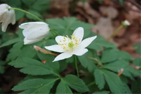 欧洲银莲花