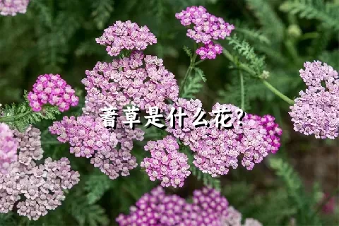 蓍草是什么花？