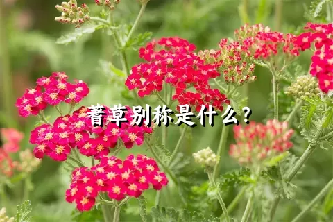 蓍草别称是什么？