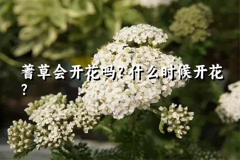 蓍草会开花吗？什么时候开花？