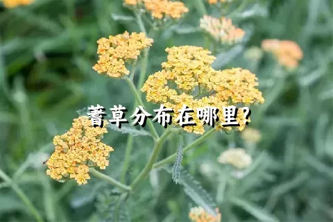 蓍草分布在哪里?