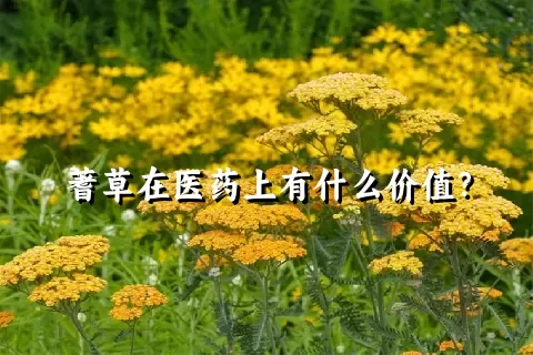 蓍草在医药上有什么价值？