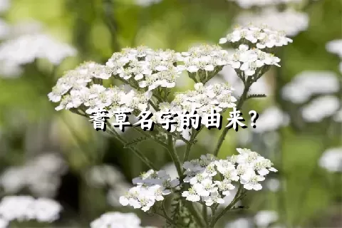 蓍草名字的由来？