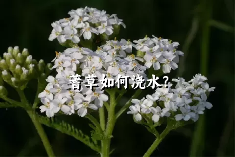 蓍草如何浇水？