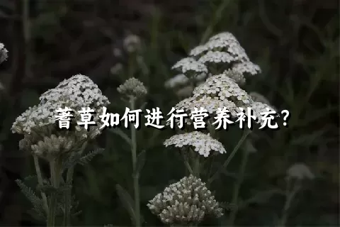 蓍草如何进行营养补充？