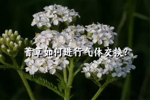 蓍草如何进行气体交换？