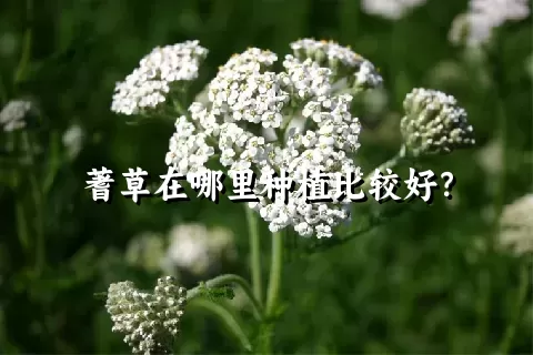 蓍草在哪里种植比较好？