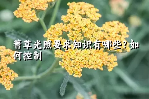 蓍草光照要求知识有哪些？如何控制