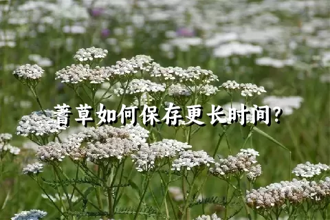 蓍草如何保存更长时间？