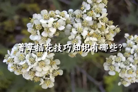 蓍草插花技巧知识有哪些？