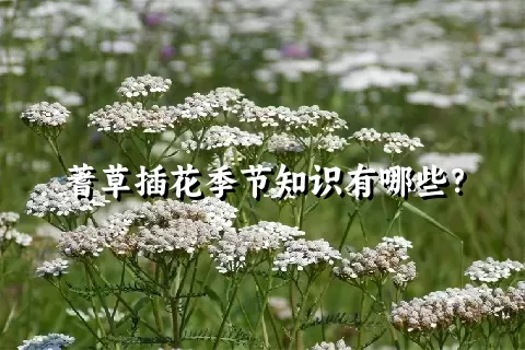 蓍草插花季节知识有哪些？