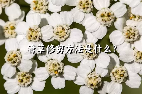 蓍草修剪方法是什么？