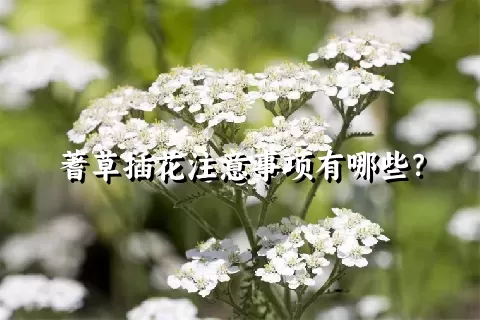 蓍草插花注意事项有哪些？