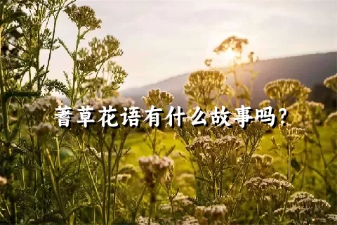 蓍草花语有什么故事吗？