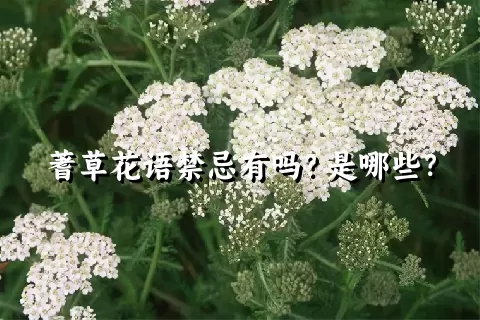 蓍草花语禁忌有吗？是哪些？