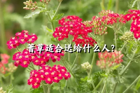 蓍草适合送给什么人？