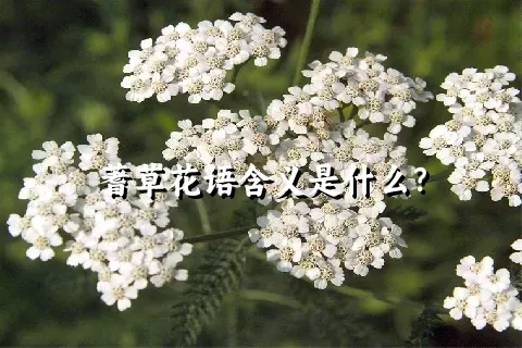 蓍草花语含义是什么？