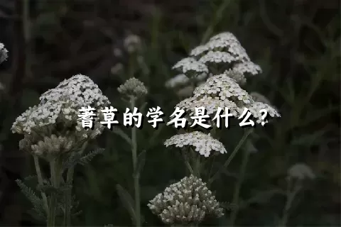 蓍草的学名是什么？