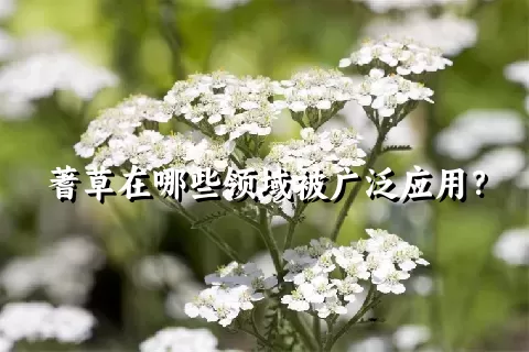 蓍草在哪些领域被广泛应用？