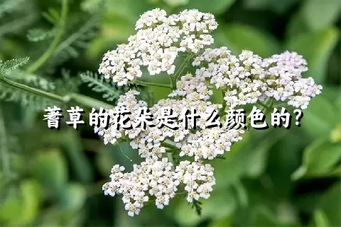 蓍草的花朵是什么颜色的？