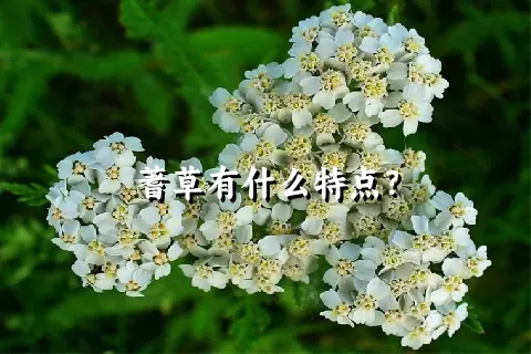 蓍草有什么特点？