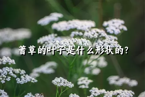 蓍草的叶子是什么形状的？