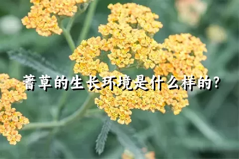 蓍草的生长环境是什么样的？