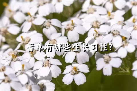 蓍草有哪些生长习性？