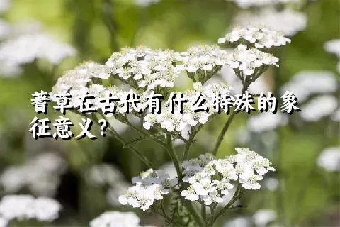 蓍草在古代有什么特殊的象征意义？