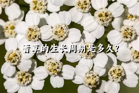 蓍草的生长周期是多久？