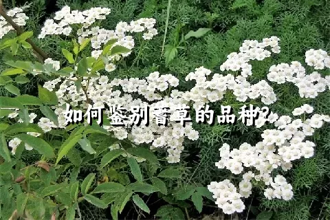 如何鉴别蓍草的品种？