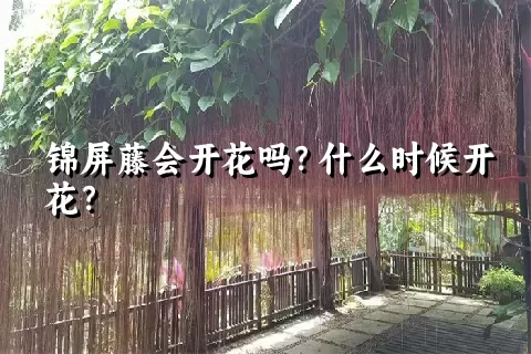 锦屏藤会开花吗？什么时候开花？