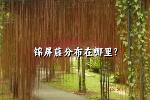 锦屏藤分布在哪里?