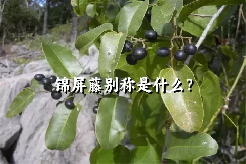 锦屏藤别称是什么？