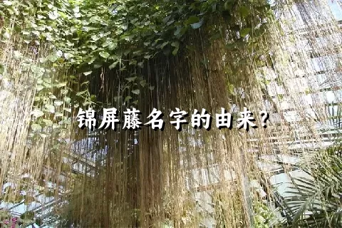 锦屏藤名字的由来？