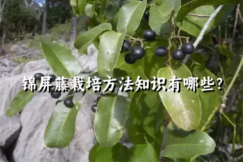 锦屏藤栽培方法知识有哪些？